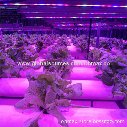 LED plant growth lamp supplier with plant factory, researching planting solution for indoor plantNew